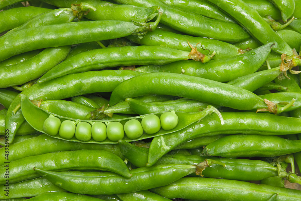fresh green pea pods background. green pea pods texture fresh green pea pods background. green pea pods texture