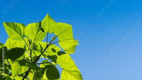 Paulownia tomentosa or Empress tree or princess tree, or foxglove tree in spring landscape garden. Green leaves of Paulownia tomentosa against blue sky. Close-up. Nature concept for design. photo