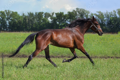 Thoroughbred race horse trotting in ranch meadow