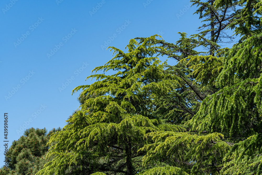 Obraz premium Young bright green needles of Himalayan cedar (Cedrus Deodara, Deodar) growing on embankment of resort town of Adler. Close-up. Black Sea. Blurred background. Selective focus. Adler. Sochi.