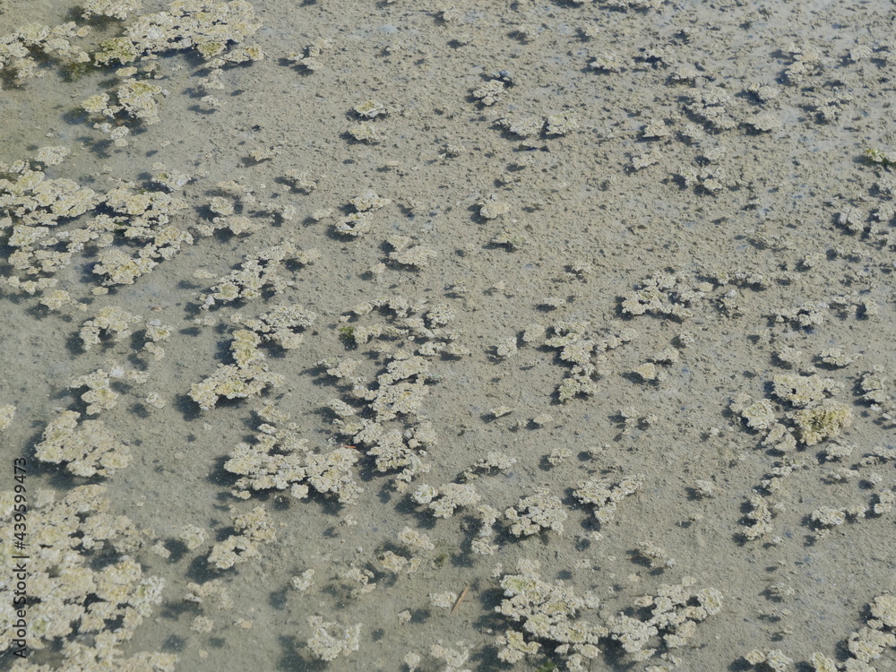 A close-up on the water of some salt marshes. France, june 2021. A close-up on the water of some salt marshes. France, june 2021.