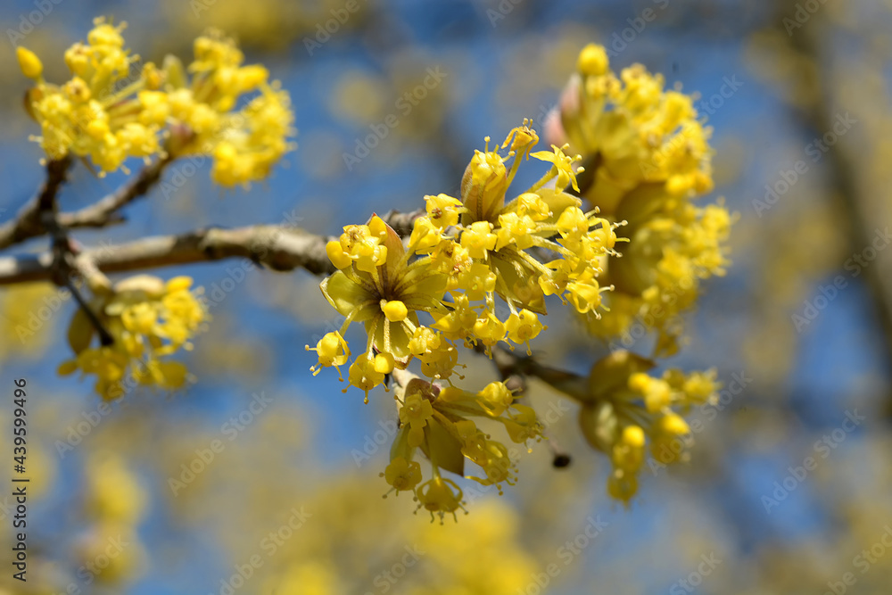 sunny spring day and blooming dogwood tree against the blue sky. macro photography sunny spring day and blooming dogwood tree against the blue sky. macro photography