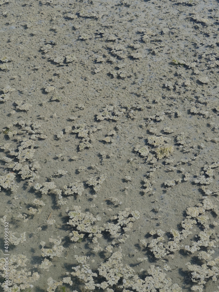 A close-up on the water of some salt marshes. France, june 2021. A close-up on the water of some salt marshes. France, june 2021.