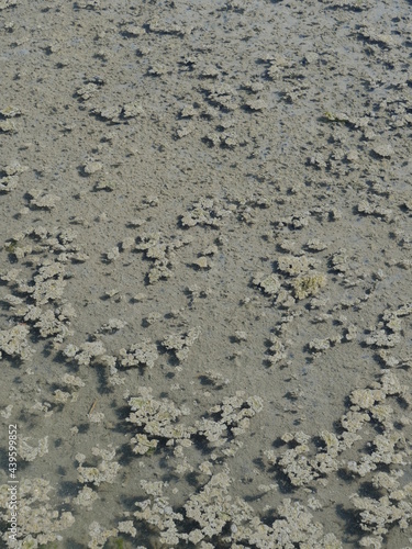 A close-up on the water of some salt marshes. France, june 2021.