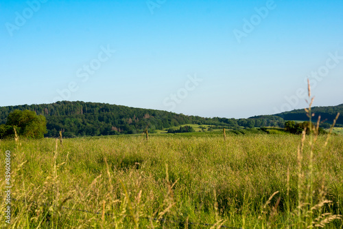 green grass and blue sky. green landscape background in Germany