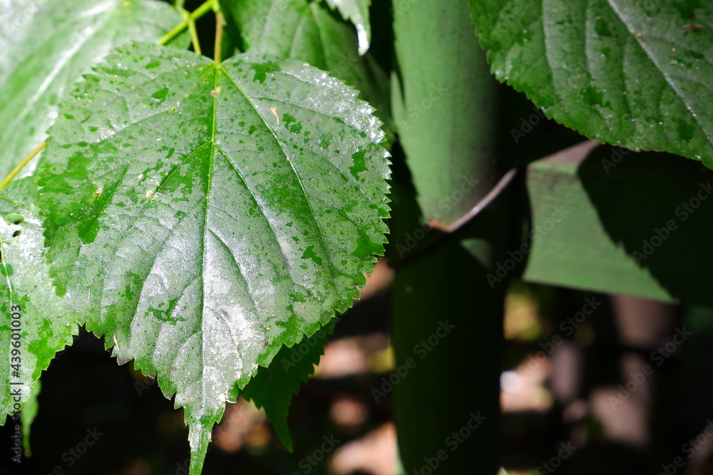 Dew on a green leaf of a tree. On a blurred background. Dew on a green leaf of a tree. On a blurred background.