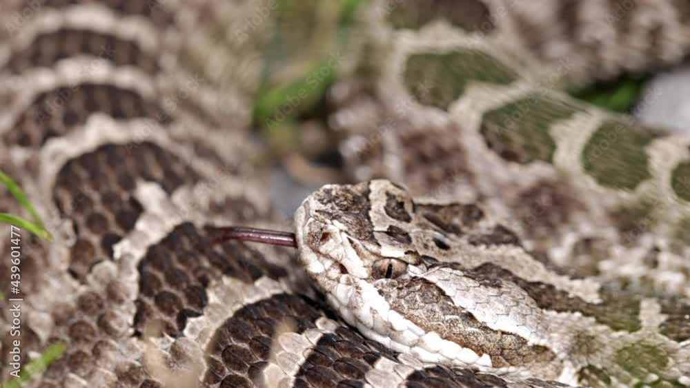 Close up massasauga rattle snake tongue flicking the air. Close up massasauga rattle snake tongue flicking the air.