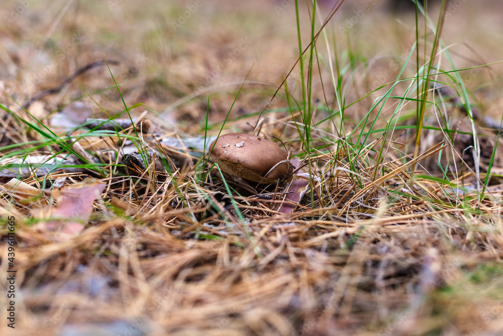 Beautiful edible mushroom in a pine forest Beautiful edible mushroom in a pine forest