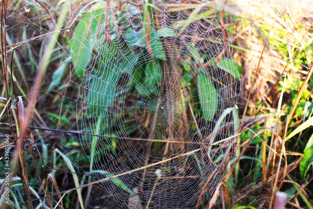 Spider web art