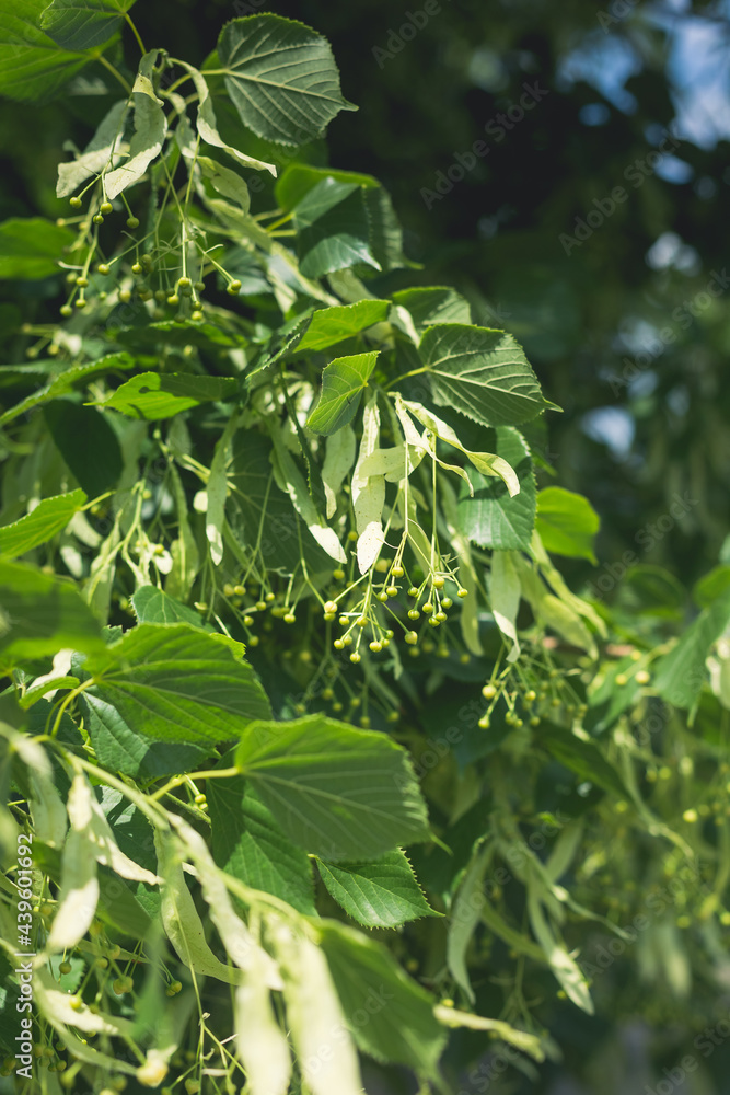 Linden tree branch in spring in the countryside in Ukraine. Linden tree branch in spring in the countryside in Ukraine.