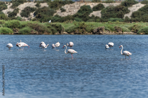 Flamingos on water near the coast