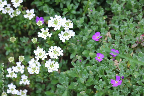 Wallpaper Mural Blütenpracht Torontodigital.ca