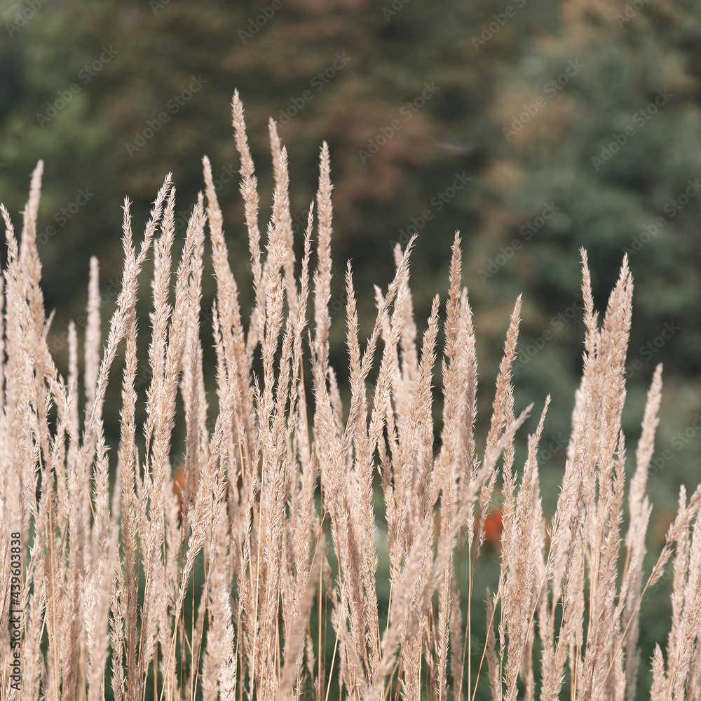 Bio Eco nature concept background. Rye field. Bio Eco nature concept background. Rye field.