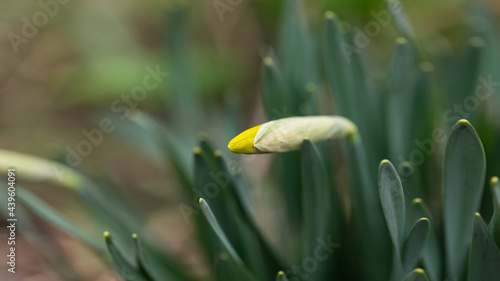 Narcissus bud in a spring flower bed close up
