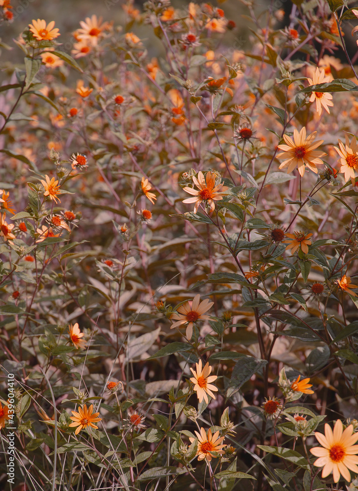 Bio Eco nature plant lover concept background. Yellow Flowers field. Stylish vertical wallpaper