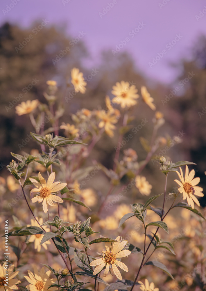 Bio Eco nature plant lover concept background. Yellow Flowers field. Stylish vertical wallpaper Bio Eco nature plant lover concept background. Yellow Flowers field. Stylish vertical wallpaper