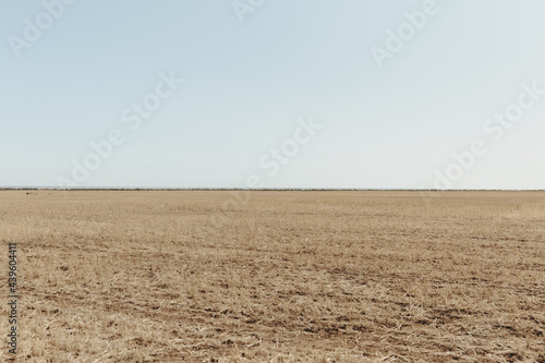 field of wheat and blue sky 