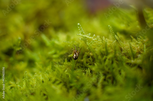 spider on a green leaf © Jonas Baechler