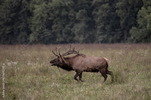 Bull Elk Runs Acros Field