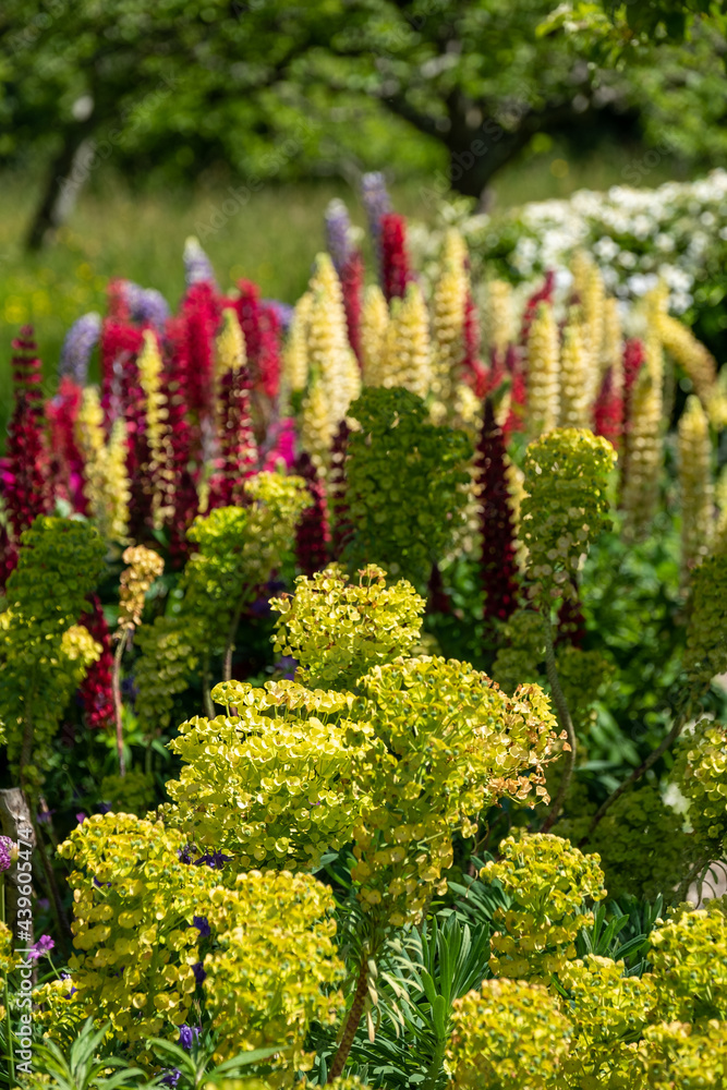 Stunning red  and yellow lupins in a mixed herbaceous border, photographed in a mature English cottage garden near Lewes in East Sussex UK. 
