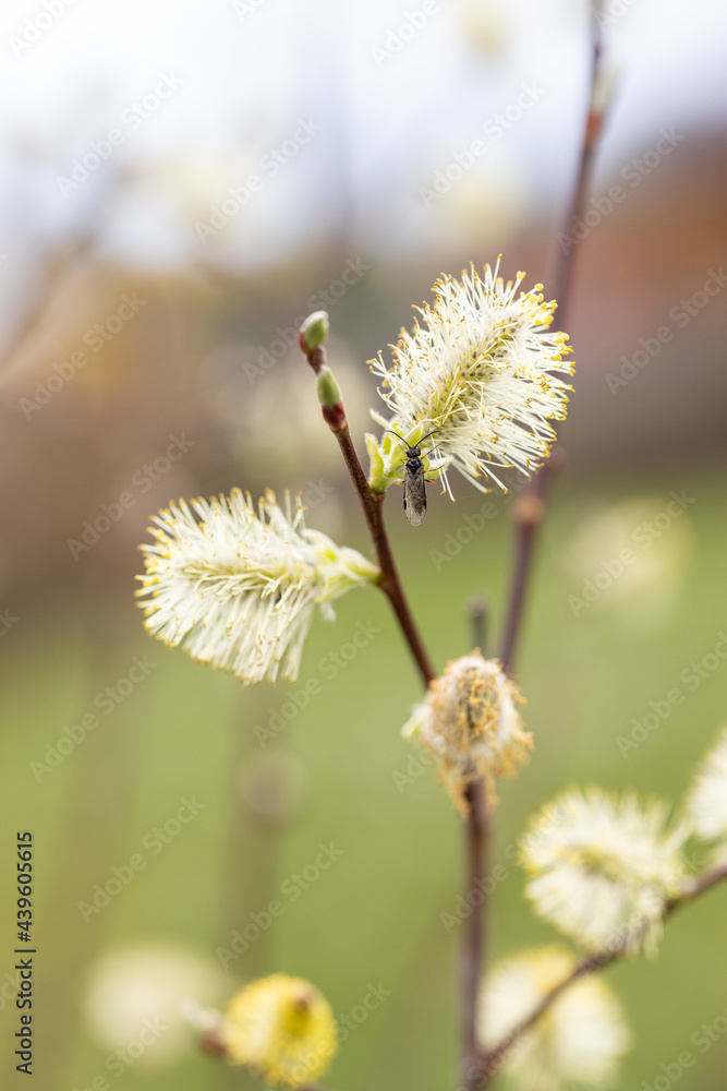 Very young willow catkins blossom. Very young willow catkins blossom.