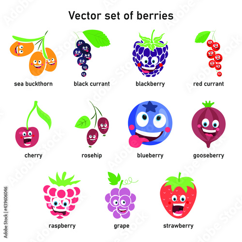 Vector set of berries. Cartoon drawing sea buckthorn, black currant, blackberry, red currant, cherry, rosehip, blueberry, gooseberry, raspberry, grape, strawberry.
