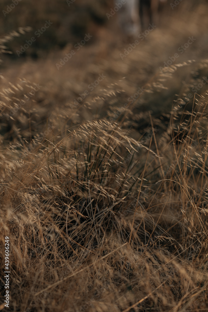Fototapeta premium Golden Hour Grass Field 