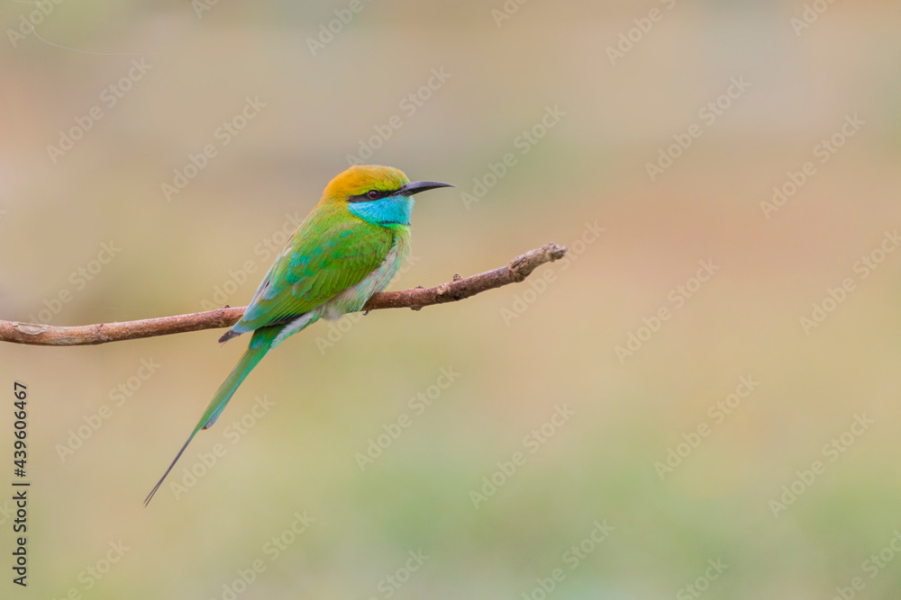 bee eater bird bee eater bird