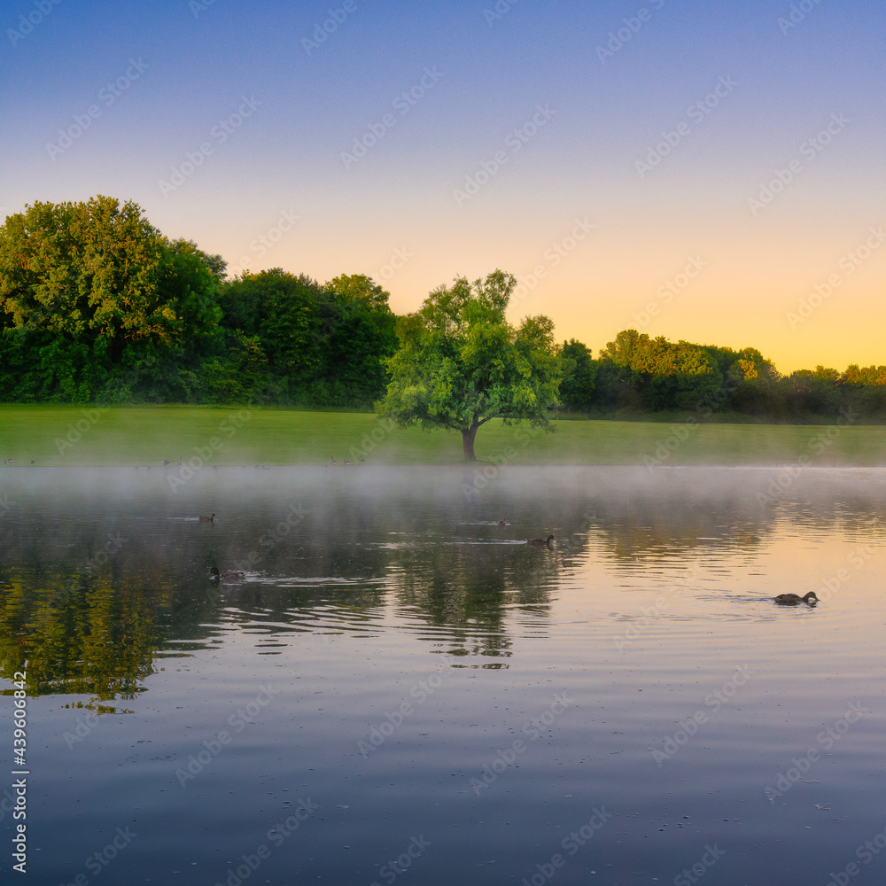 Idyllic reflection of a single tree and ducks in the lake - nice sky colors in the morning sky Idyllic reflection of a single tree and ducks in the lake - nice sky colors in the morning sky