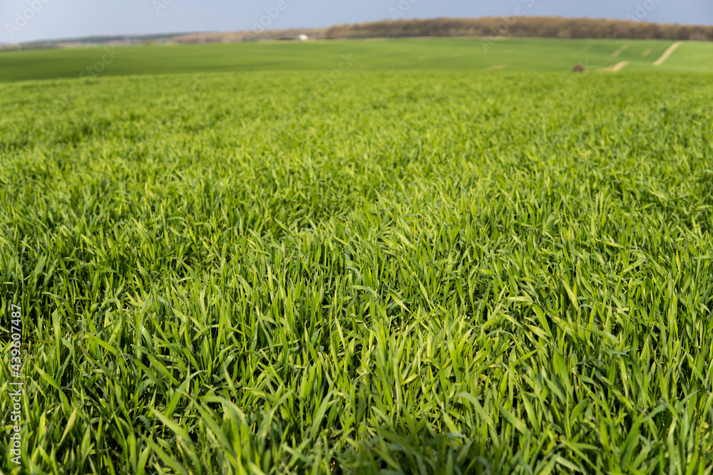 Field of young green wheat seedlings. Sprouts of young barley or wheat that have sprouted in the soil. Close up on sprouting rye on a field. Sprouts of rye. Agriculture, cultivation. Field of young green wheat seedlings. Sprouts of young barley or wheat that have sprouted in the soil. Close up on sprouting rye on a field. Sprouts of rye. Agriculture, cultivation.