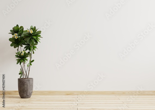 Empty room white walls with beautiful plants sideways on the floor.3d rendering.