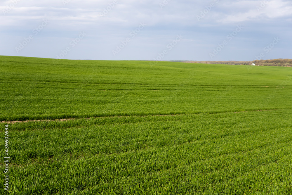 Field of young green wheat seedlings. Sprouts of young barley or wheat that have sprouted in the soil. Close up on sprouting rye on a field. Sprouts of rye. Agriculture, cultivation. Field of young green wheat seedlings. Sprouts of young barley or wheat that have sprouted in the soil. Close up on sprouting rye on a field. Sprouts of rye. Agriculture, cultivation.