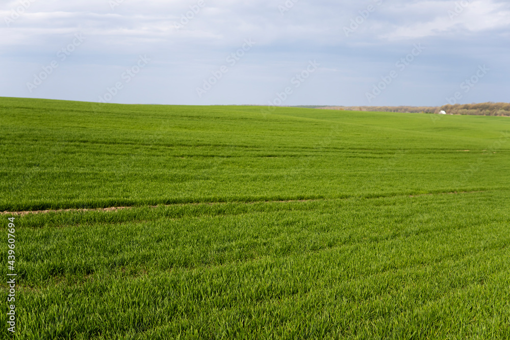 Field of young green wheat seedlings. Sprouts of young barley or wheat that have sprouted in the soil. Close up on sprouting rye on a field. Sprouts of rye. Agriculture, cultivation.