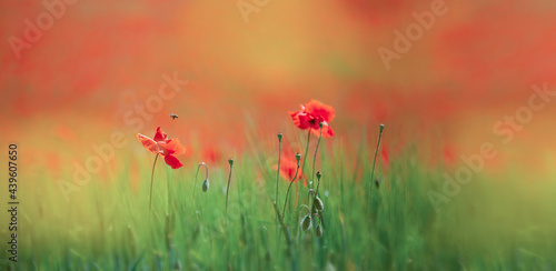poppy field in spring in yellow background