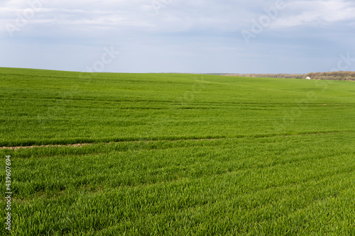 Field of young green wheat seedlings. Sprouts of young barley or wheat that have sprouted in the soil. Close up on sprouting rye on a field. Sprouts of rye. Agriculture, cultivation.