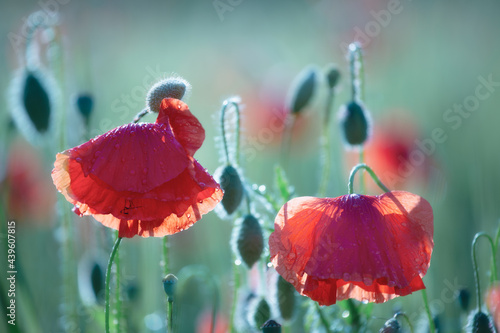 poppy flowers in the field