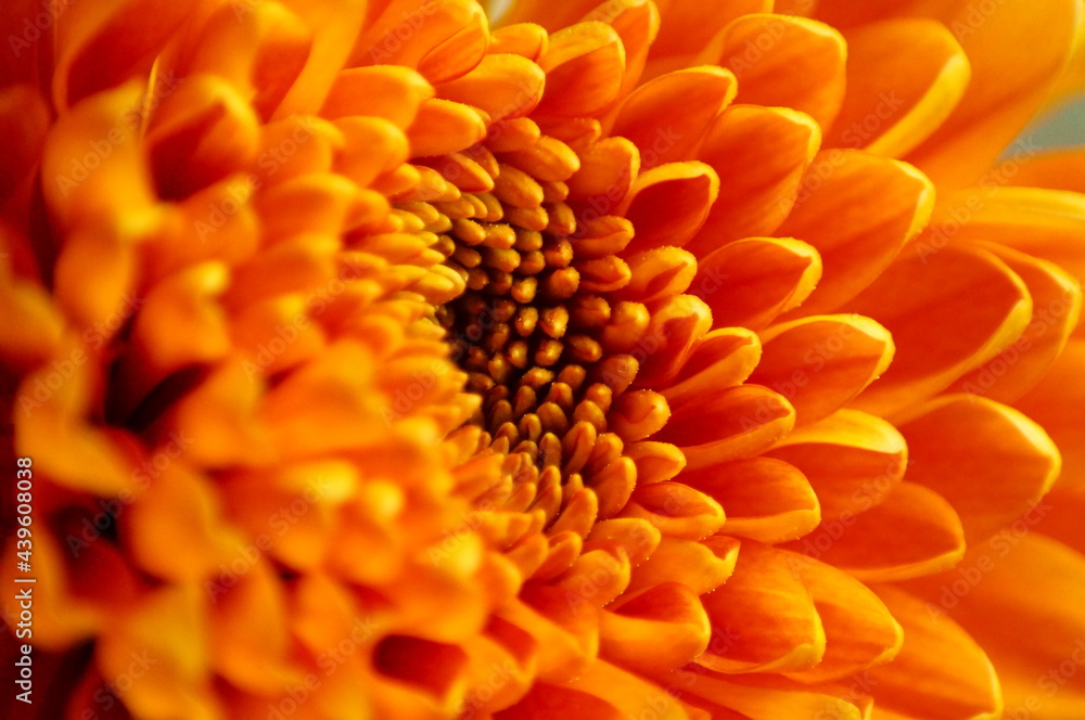 Bright orange mums aka chrysanths close up Bright orange mums aka chrysanths close up