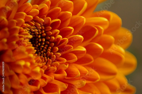 Bright orange mums aka chrysanths close up