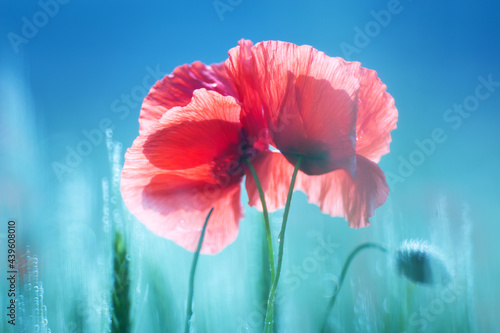 red poppies on blue background