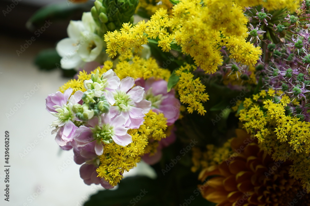 Obraz premium Matthiola incana aka hoary stock and Euthamia aka goldenrod in full bloom bouquet