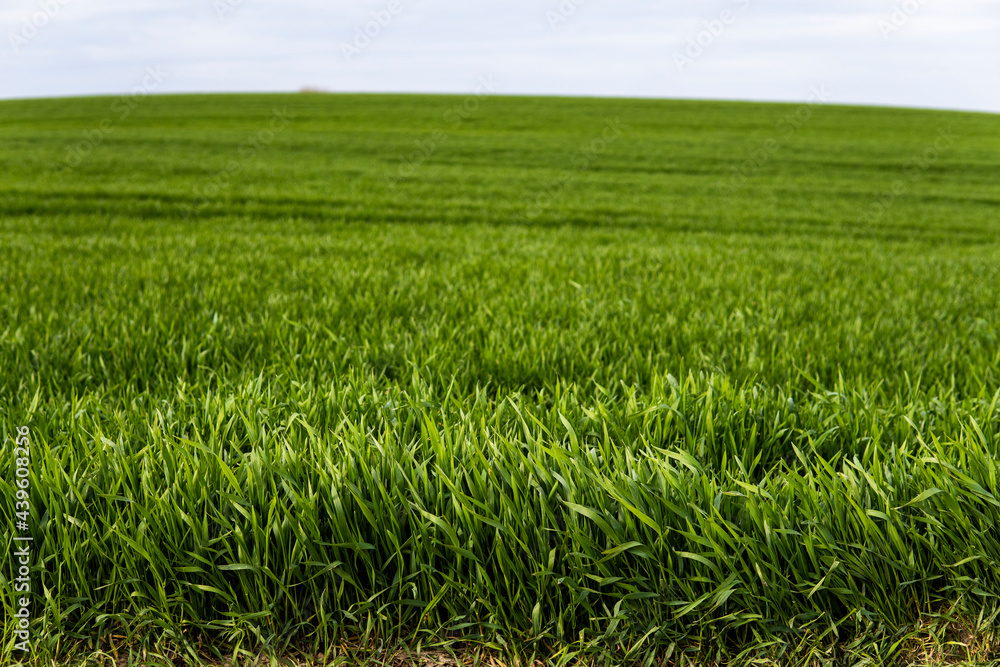 Young green wheat seedlings growing in soil on a field. Close up on sprouting rye on a field. Sprouts of rye. Sprouts of young barley or wheat that have sprouted in the soil. Agriculture, cultivation. Young green wheat seedlings growing in soil on a field. Close up on sprouting rye on a field. Sprouts of rye. Sprouts of young barley or wheat that have sprouted in the soil. Agriculture, cultivation.