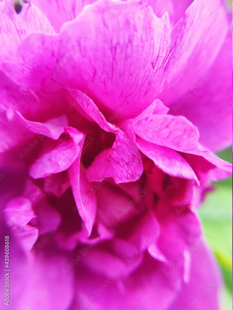 pink rose close up pink rose close up