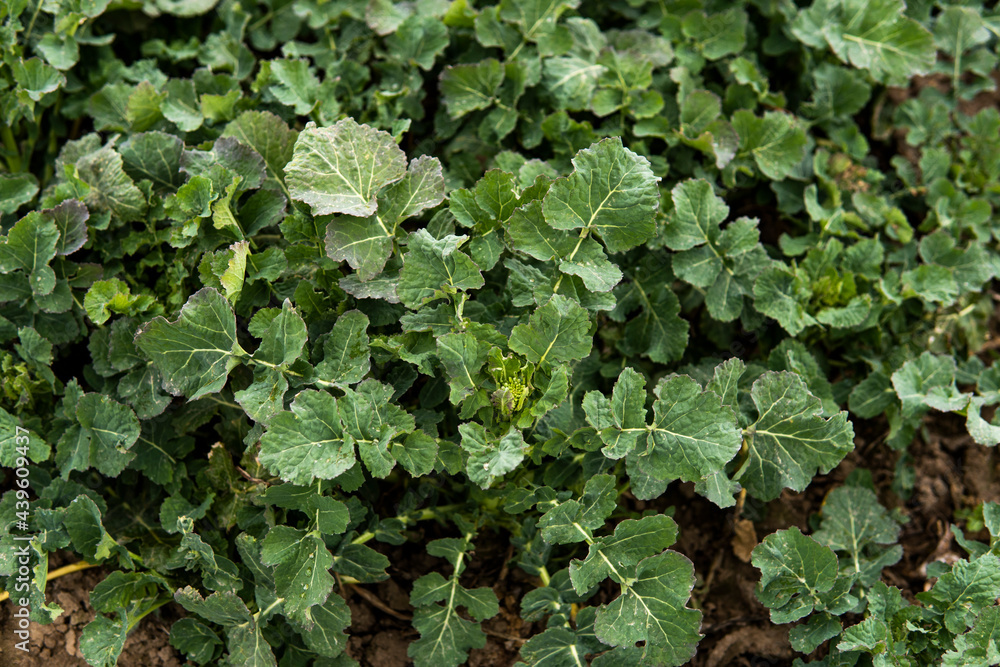Close up of winter rape plants on a spring field. Agriculture, cultivating. Close up of winter rape plants on a spring field. Agriculture, cultivating.