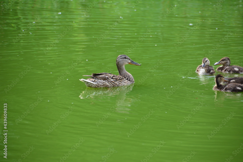 duck with little ducklings swimming in the green water pond