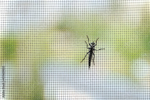 big black beetle sitting on a mosquito net on a summer day.