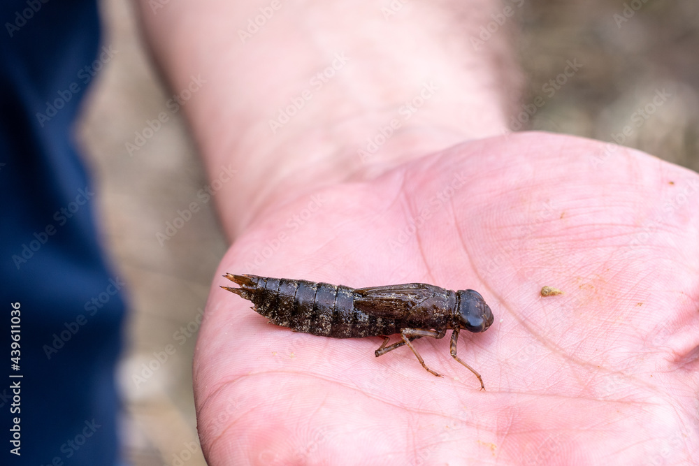 Obraz premium Large wet brown dragonfly larva in the palm of your hand, close-up