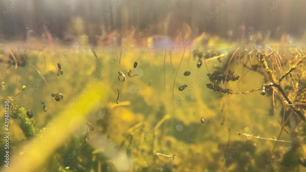 Spider sits on algae of forest swamp, and larvae of mosquito, daphnia, move underwater Spider sits on algae of forest swamp, and larvae of mosquito, daphnia, move underwater