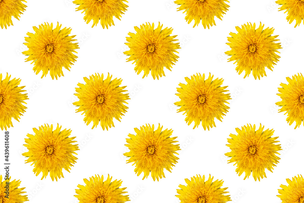 Seamless pattern from blooming dandelions of yellow color on a white background, closeup, minimalism. Can be used as natural floral background, element for design, cover, postcard Seamless pattern from blooming dandelions of yellow color on a white background, closeup, minimalism. Can be used as natural floral background, element for design, cover, postcard