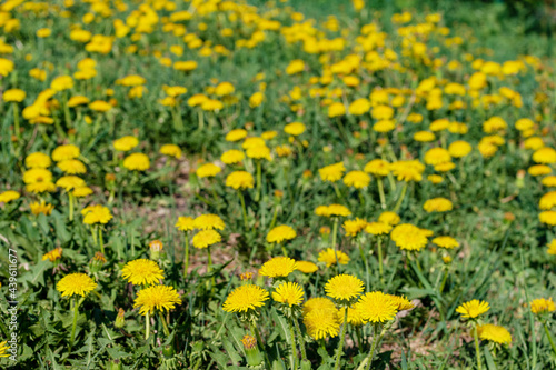 Glade of bright yellow dandelions in green grass, close-up, selective focus. Spring, summer wildflowers.