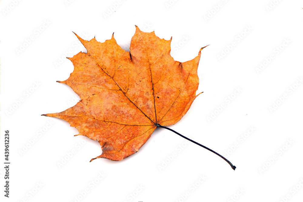 Dry leaf isolated on white background. Autumn leaf Dry leaf isolated on white background. Autumn leaf